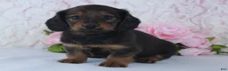 Miniature Dachshund dogs for sale: Sadie - Ad 2