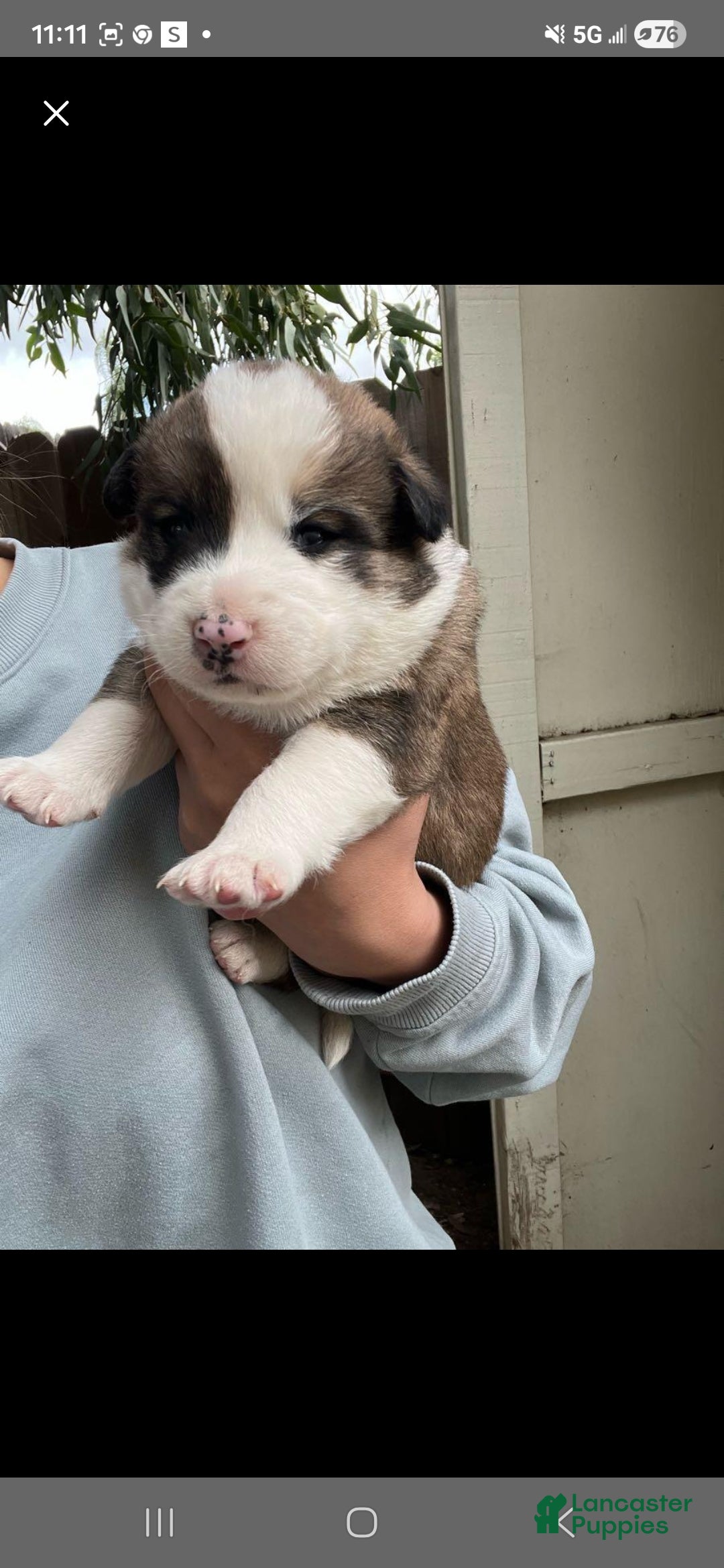 Goberian dogs Siberian husky/ golden retriever Puppy 6 - Ad 20