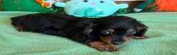 Miniature Dachshund dogs for sale: ricky - Ad 4