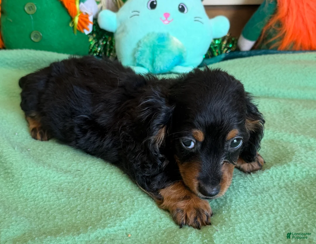 Miniature Dachshund dogs for sale: ricky - Ad 4