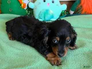 Miniature Dachshund dogs Ricky - Ad 25