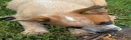 Australian Cattle Dog dogs for sale: Finnigan/Fin - Ad 5