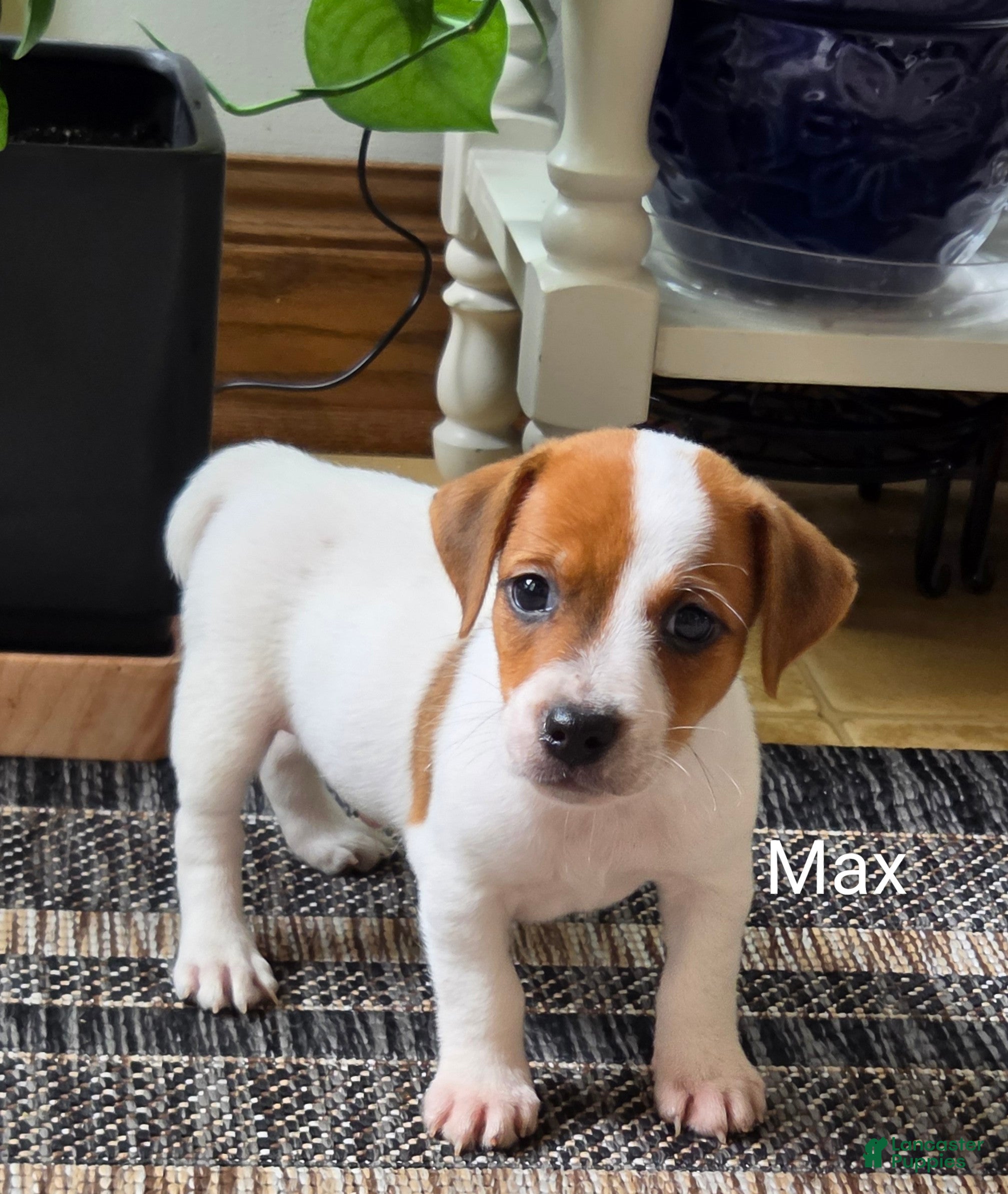 Jack Russell Terrier dogs Max - Ad 2