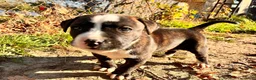 Mixed Breed dogs for sale: Boy 3 - Ad 4