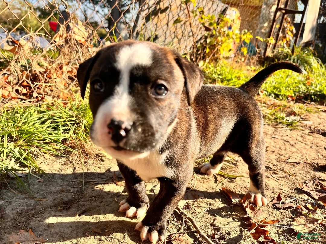 Mixed Breed dogs for sale: Boy 3 - Ad 4
