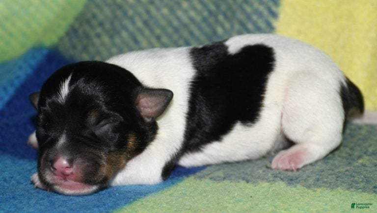 Rat Terrier dogs Milan - Ad 1