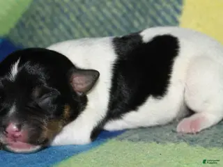 Rat Terrier dogs Milan - Ad 1