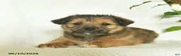 Shiba Inu dogs for sale: Rose  - Ad 5