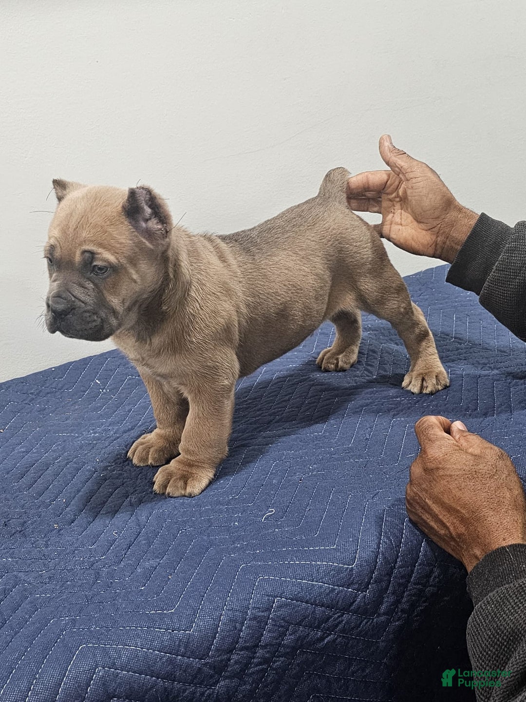 Cane Corso dogs for sale: DEXTA - Ad 4