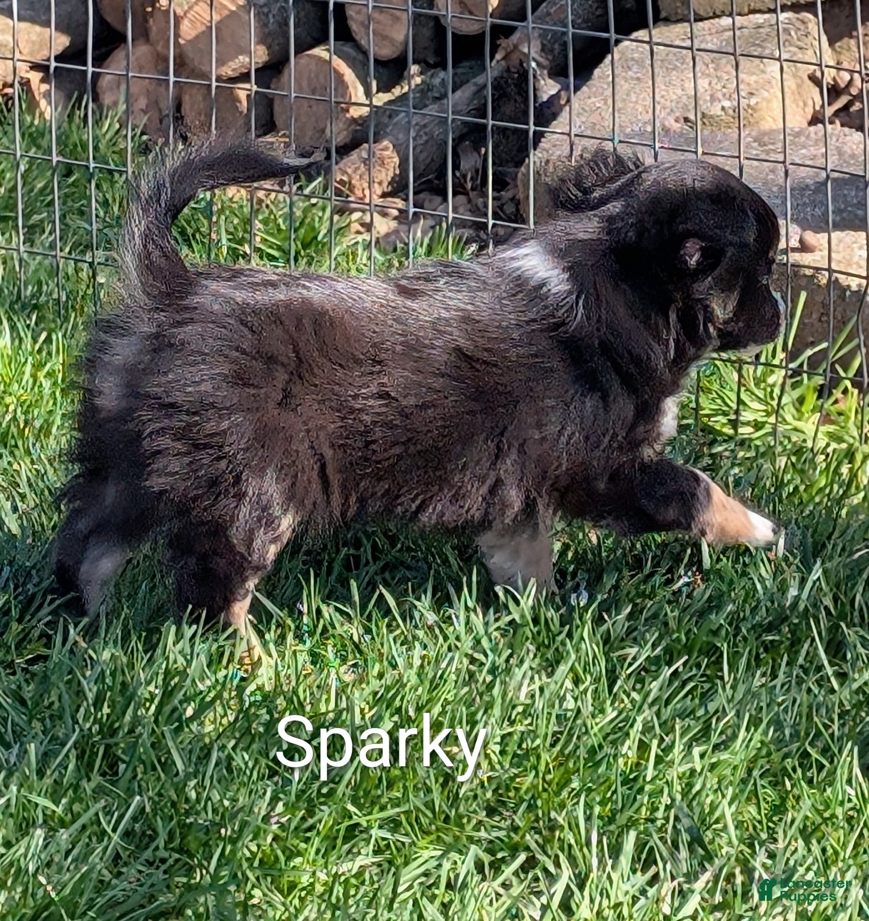 Chihuahua dogs Chihuahua Puppy 1 - Ad 2