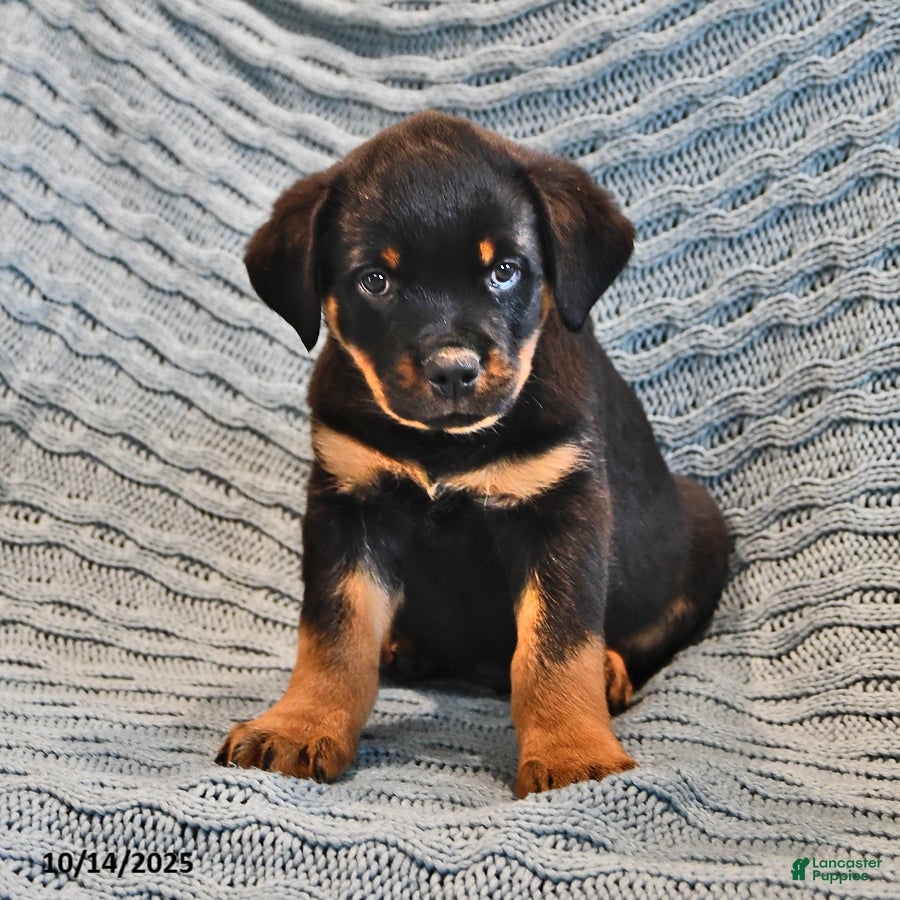 Rottweiler Dog Rottweiler Shar Pei Mix For Sale Shar Pei Mixed