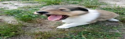 Collie dogs for sale: Sable Male, Yellow collar - Ad 6