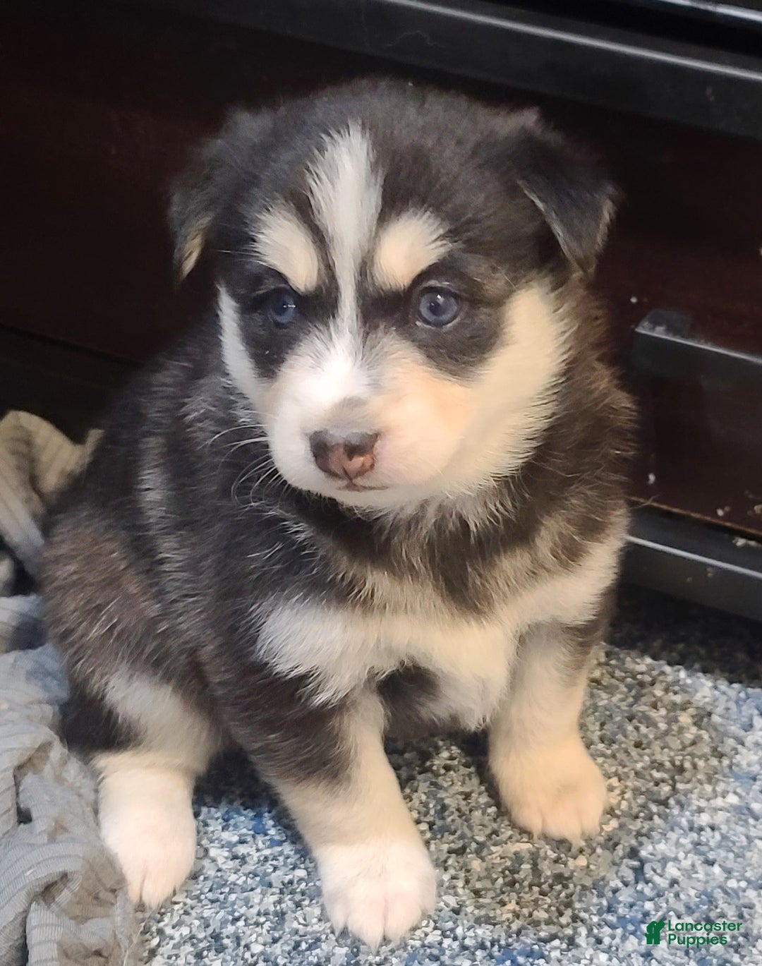 Pomsky dogs for sale: Roxy - Ad 7