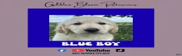 Golden Retriever dogs for sale: Blue Boy - Ad 1