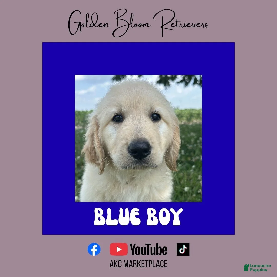 Golden Retriever dogs for sale: Blue Boy - Ad 1