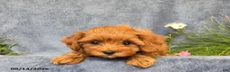 Cavapoo dogs for sale: Tessa - Ad 3