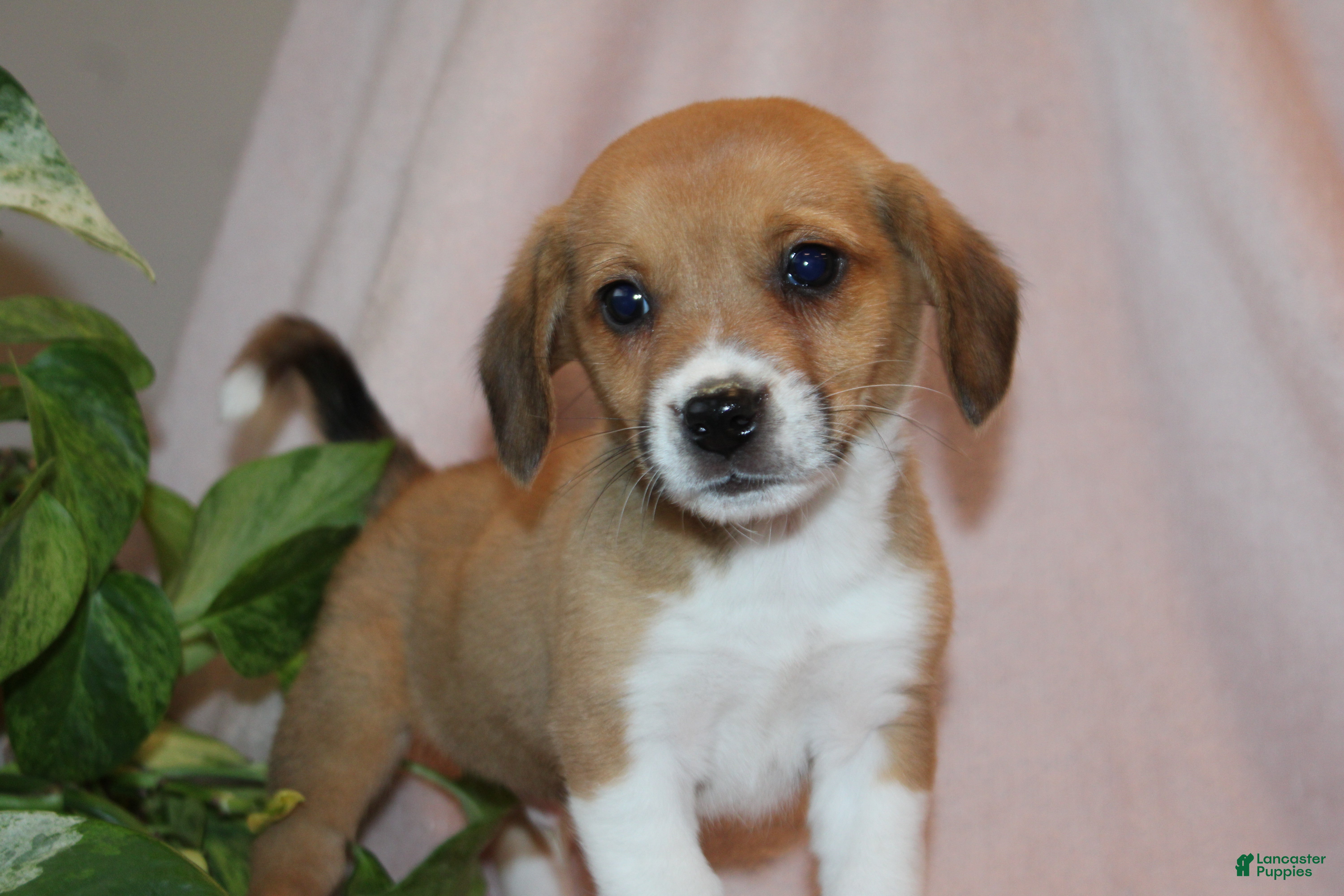 Mixed Breed dogs Knox - Ad 1