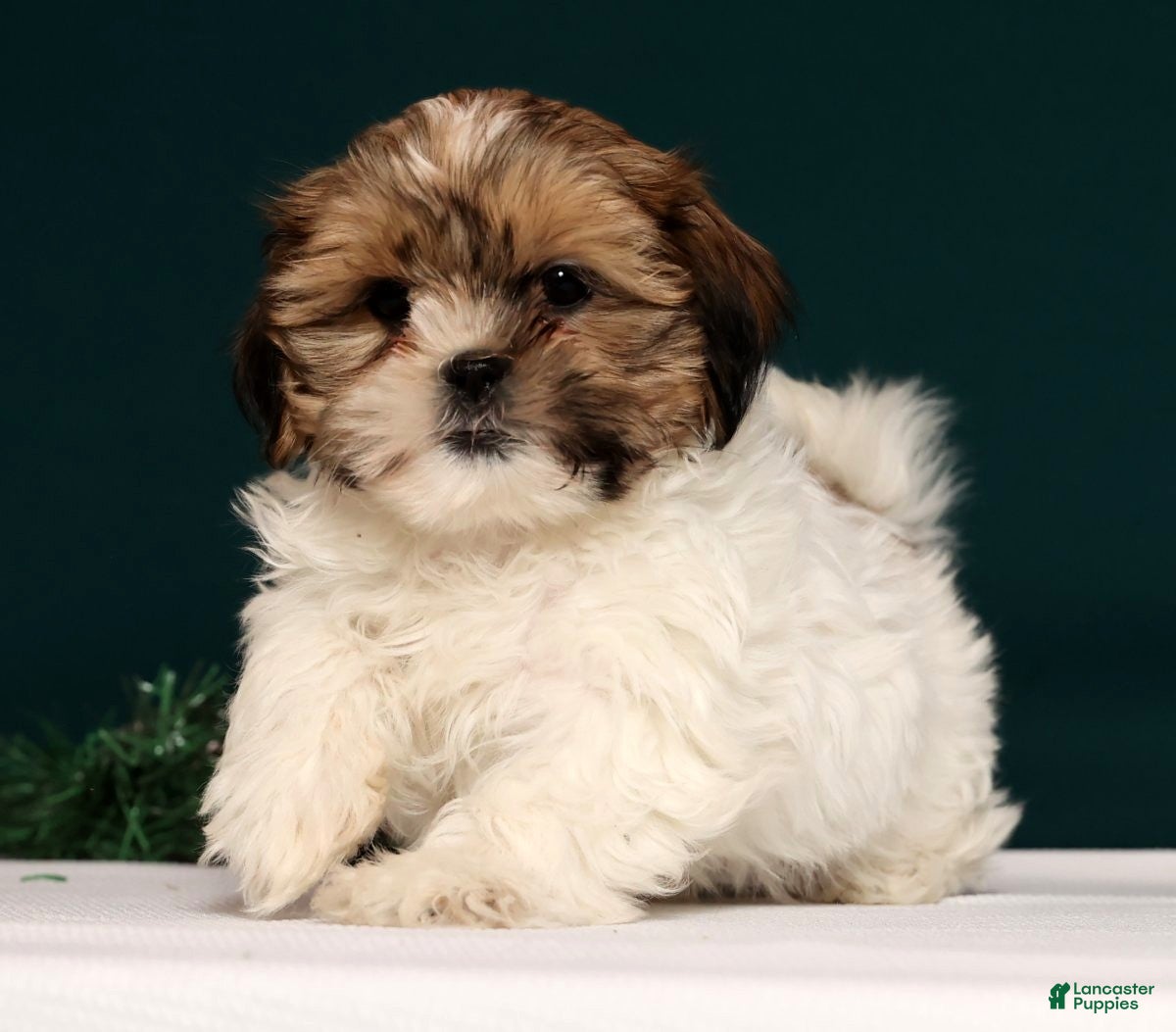 Shih Tzu dogs Dixie - Ad 27