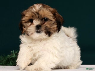 Shih Tzu dogs Dixie - Ad 1