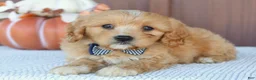 Mixed Breed dogs for sale: Dancier - Ad 2