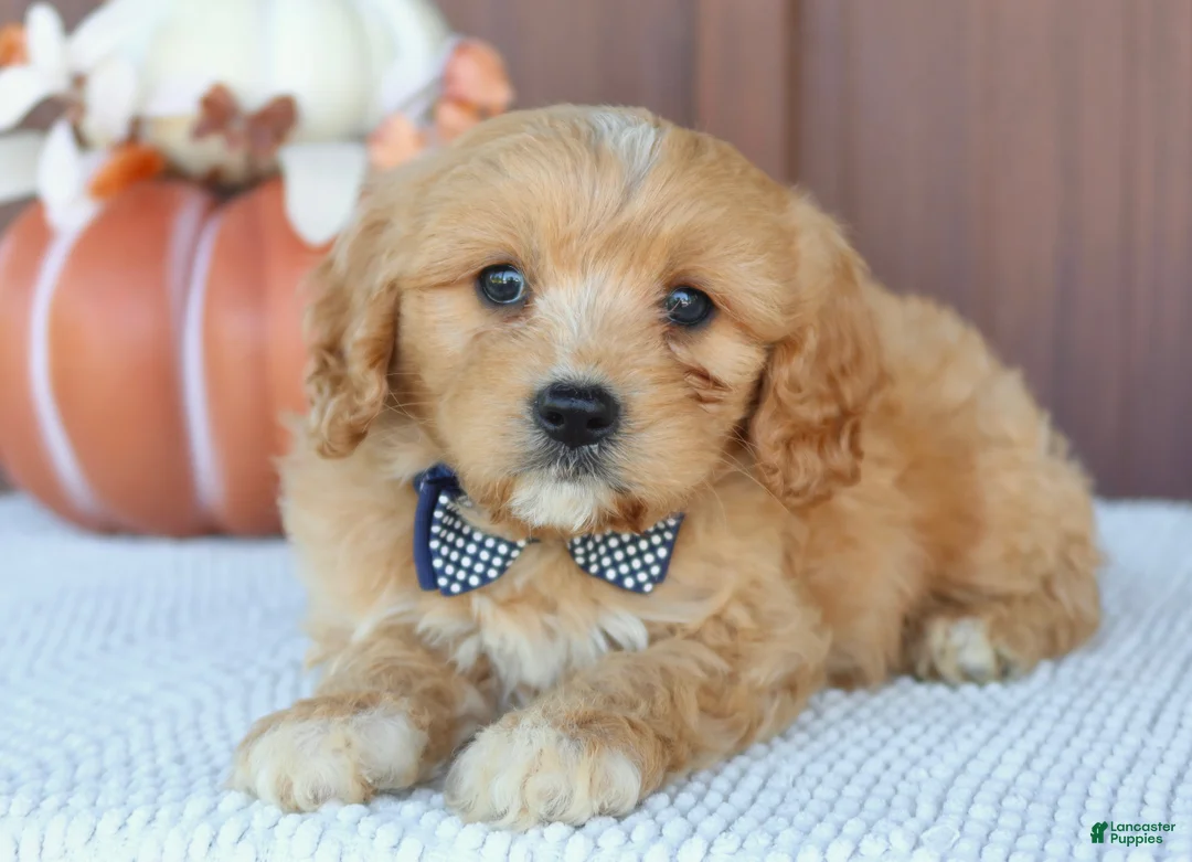 Mixed Breed dogs for sale: Dancier - Ad 2