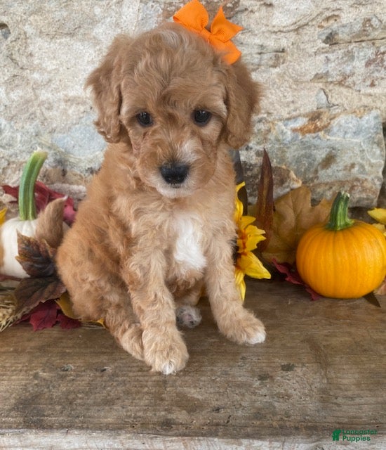 Mini Goldendoodle dogs Nancy - Ad 2