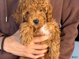 Mini Goldendoodle dogs - Ad 16