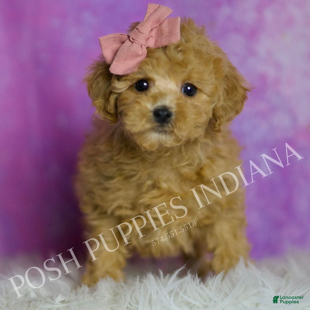 Toy Poodle dogs Hotzy - Ad 26