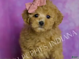 Toy Poodle dogs Hotzy - Ad 26