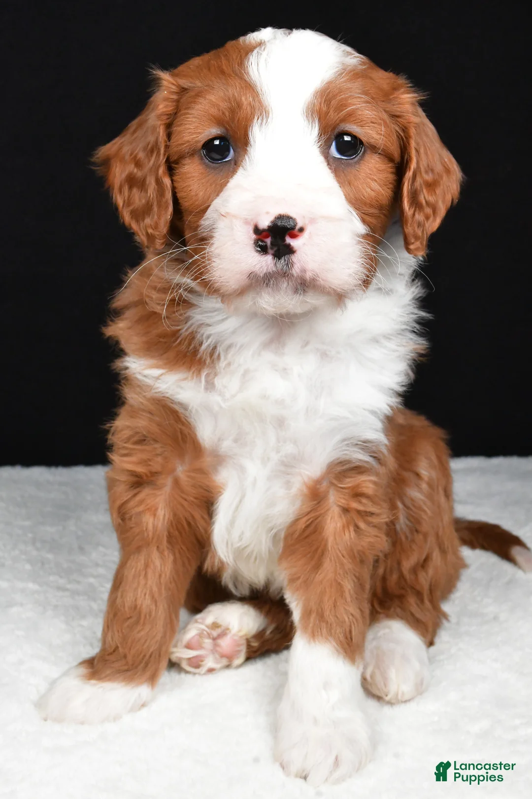 Mini Goldendoodle dogs for sale: Blaze - Ad 2