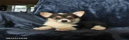 Welsh Corgi Pembroke dogs for sale: Rain - Ad 3