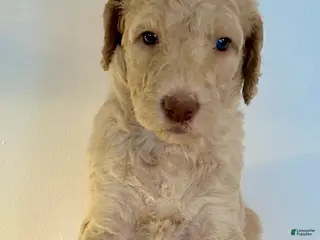 Goldendoodle dogs Ember - Ad 9