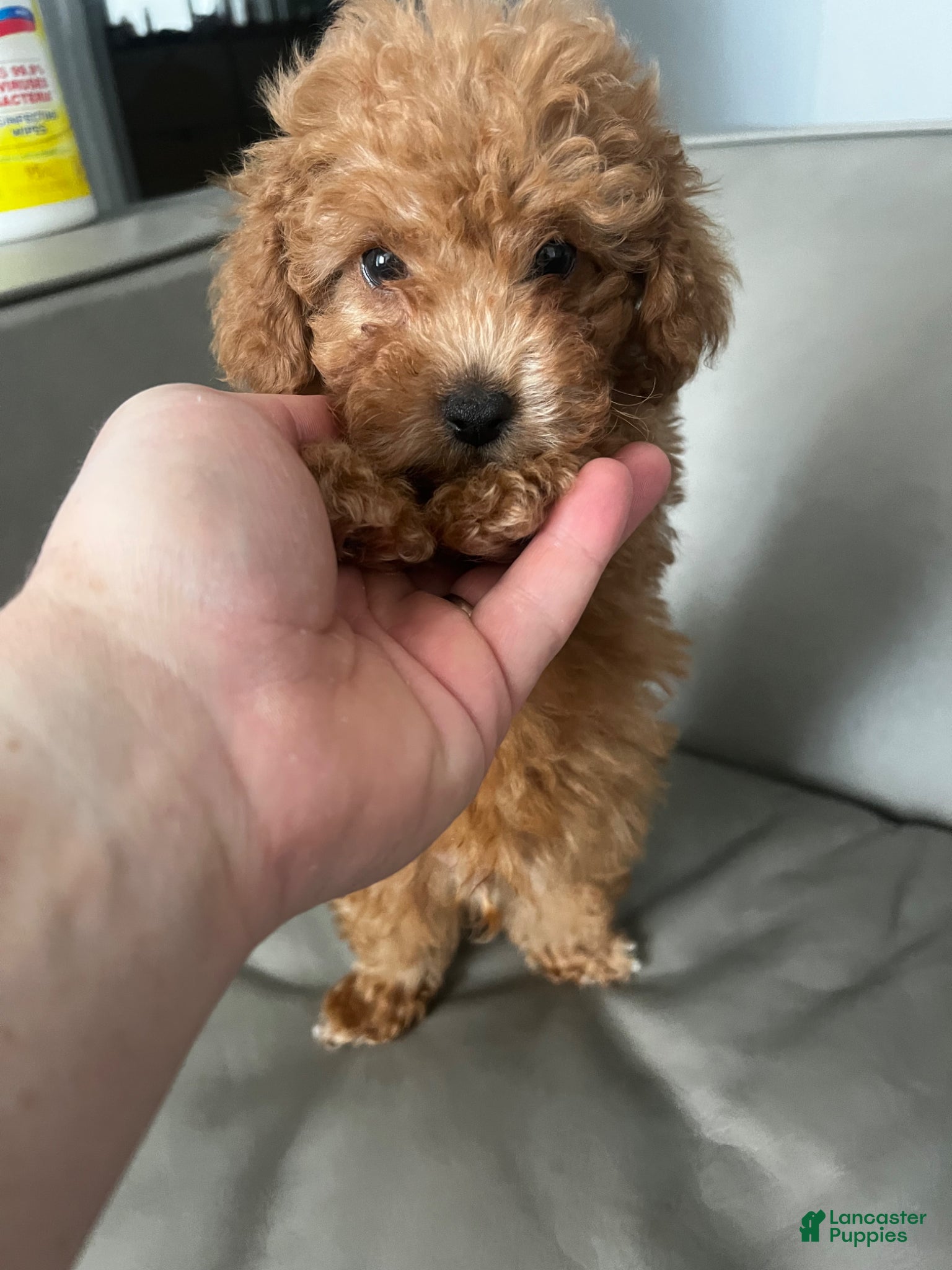 Toy Poodle dogs for sale: Toy Poodle Puppy 2 - Ad 9