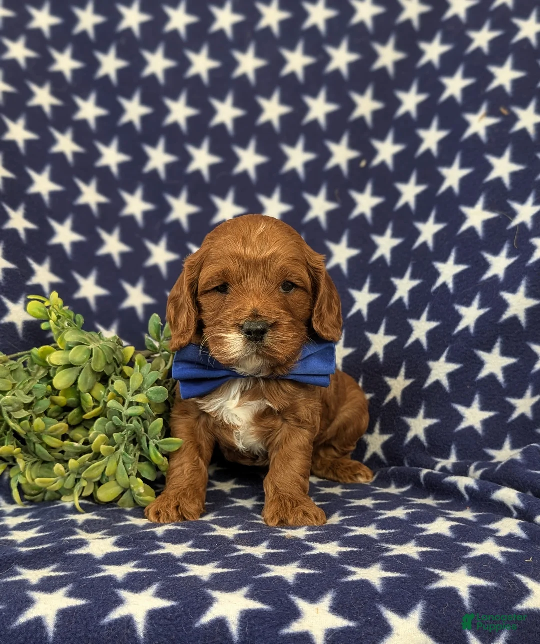 Cockapoo dogs for sale: Douglas - Ad 1