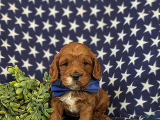 Cockapoo dogs Douglas - Ad 35