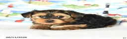 Yorkshire Terrier dogs for sale: Charmer - Ad 4