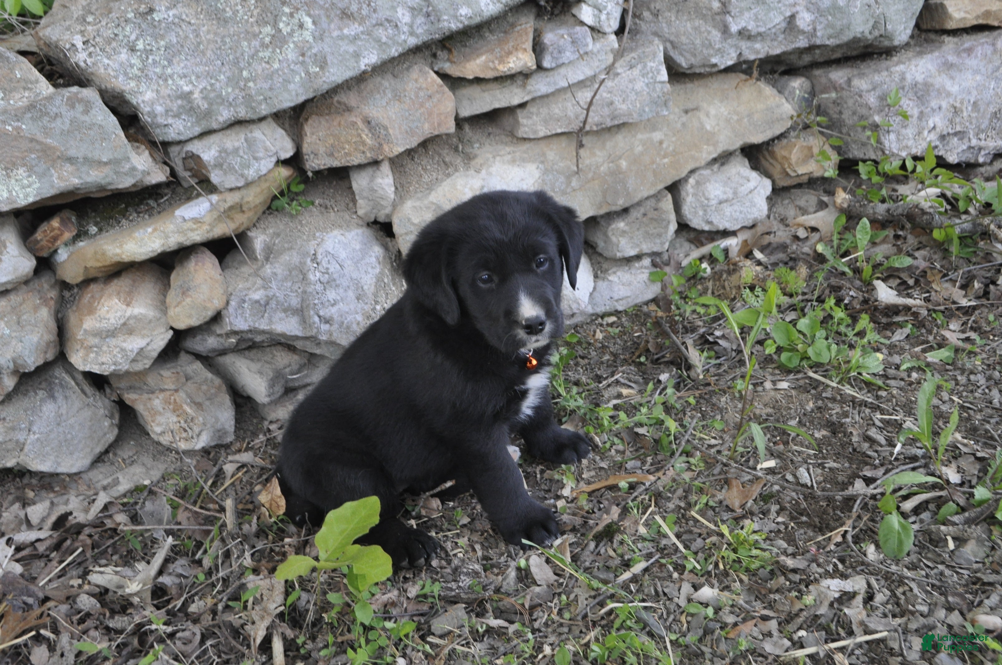 Mixed Breed dogs for sale: Bella - Ad 3