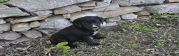 Mixed Breed dogs for sale: Bella - Ad 1