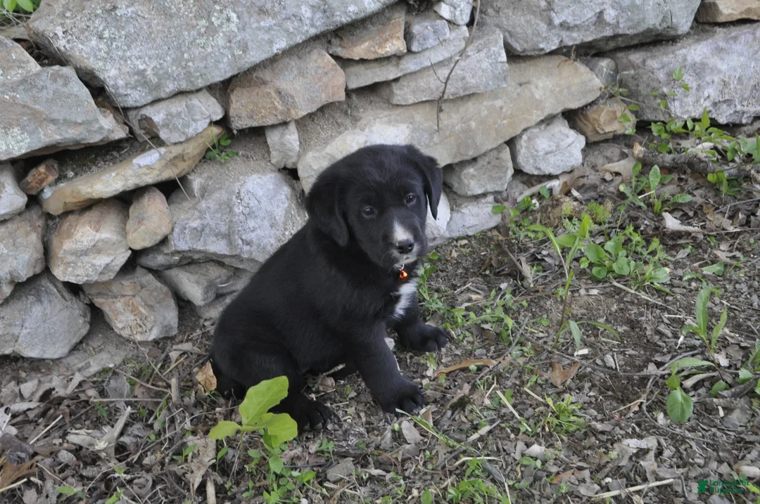 Mixed Breed dogs for sale: Bella - Ad 1