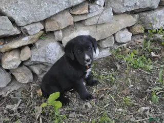 Mixed Breed dogs for sale: Bella - Ad 3