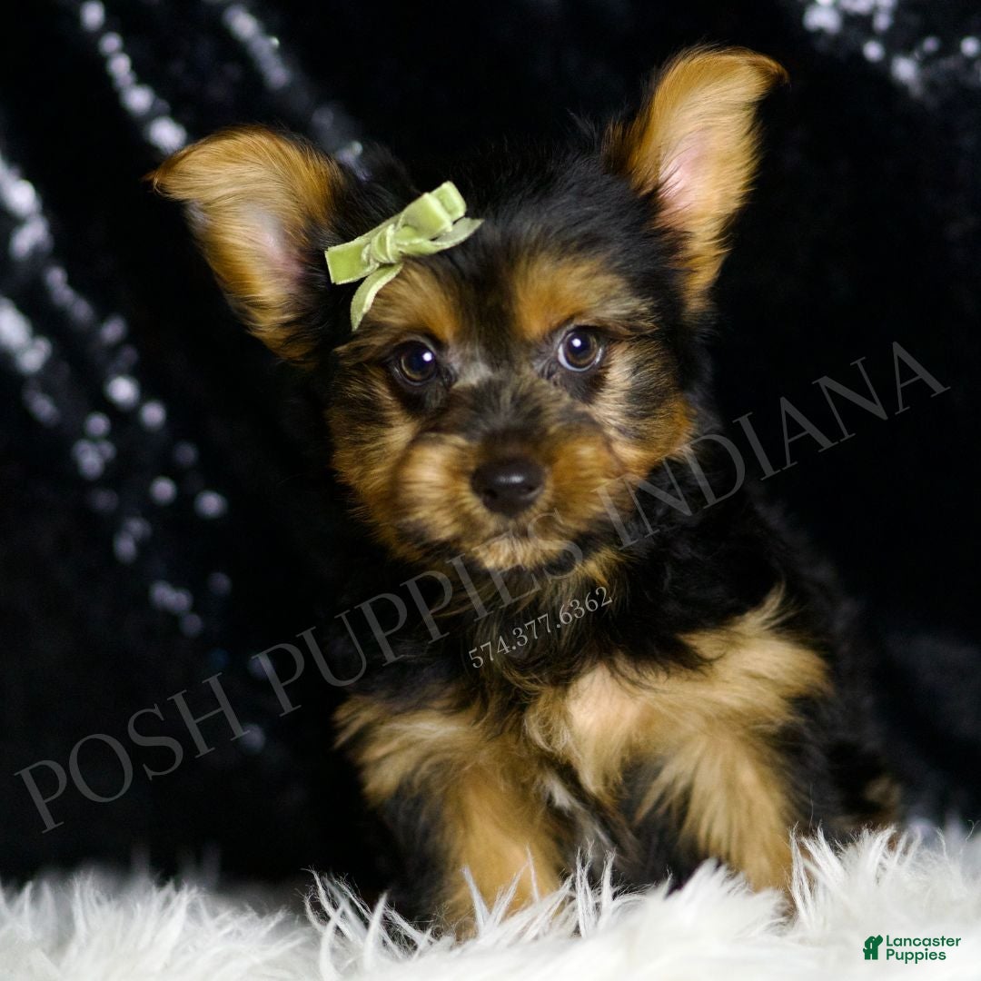 Yorkshire Terrier dogs Woody - Ad 31