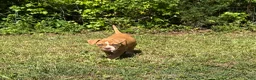 American Bulldog dogs for sale: Minnie - Ad 6