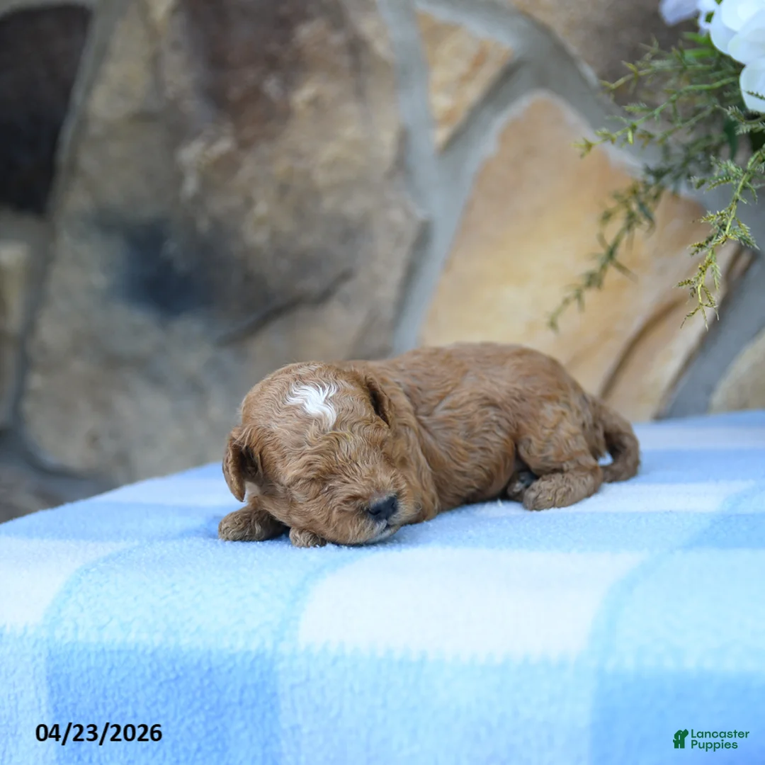 Cavapoo dogs for sale: Scoobie - Ad 1