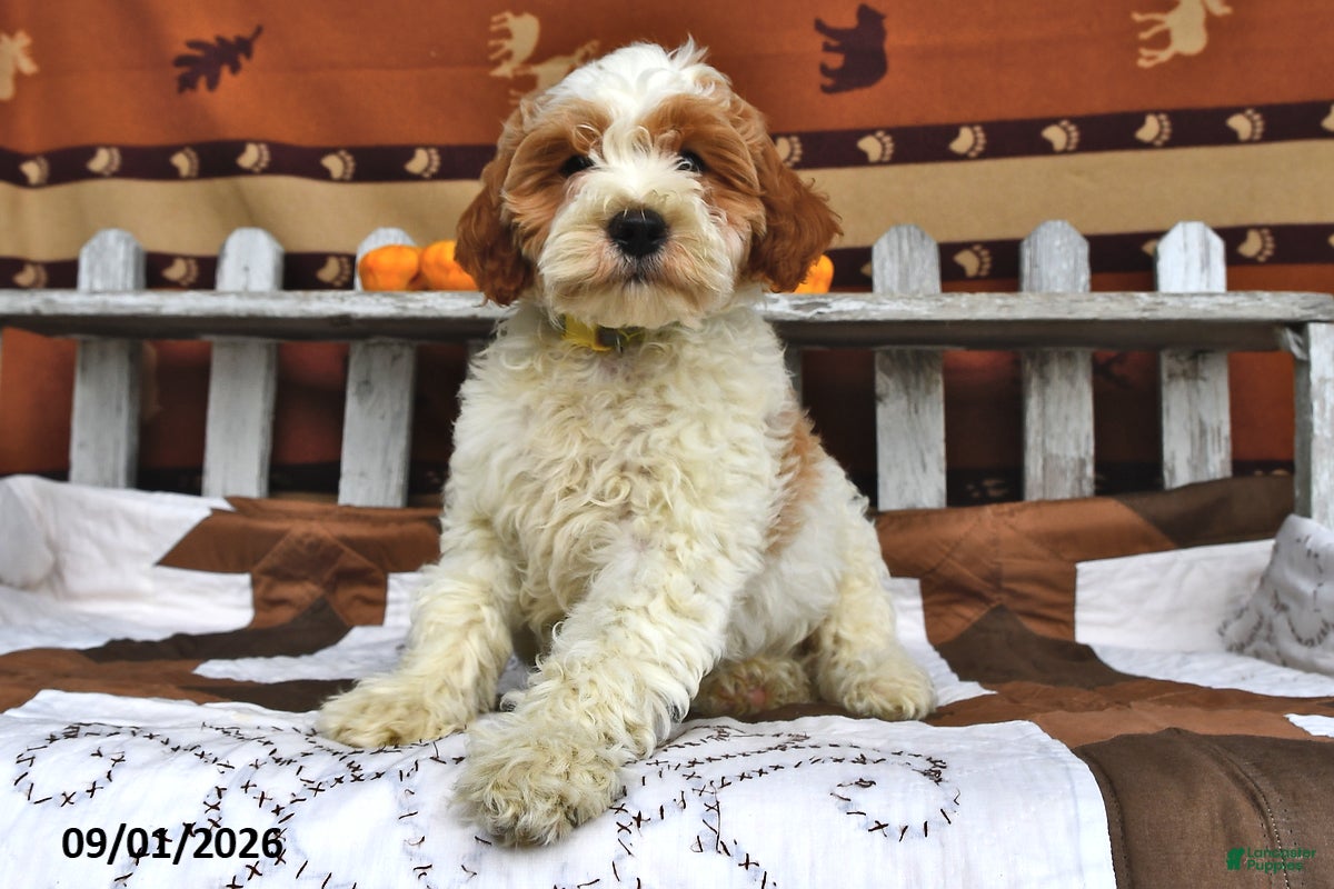 Goldendoodle dogs Lass   - Ad 2