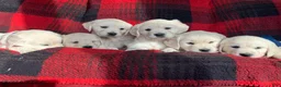 Golden Retriever dogs for sale: Golden Retriever Puppy 3 - Ad 1