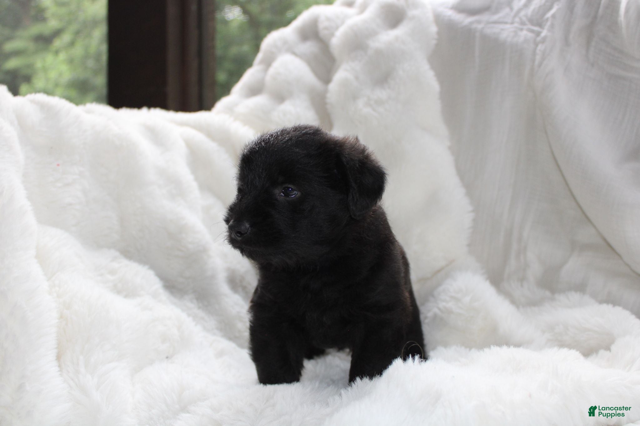 Mixed Breed dogs Wiley - Ad 2