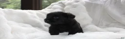 Mixed Breed dogs for sale: Wiley - Ad 2