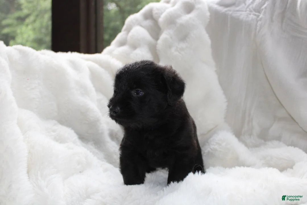 Mixed Breed dogs for sale: Wiley - Ad 2