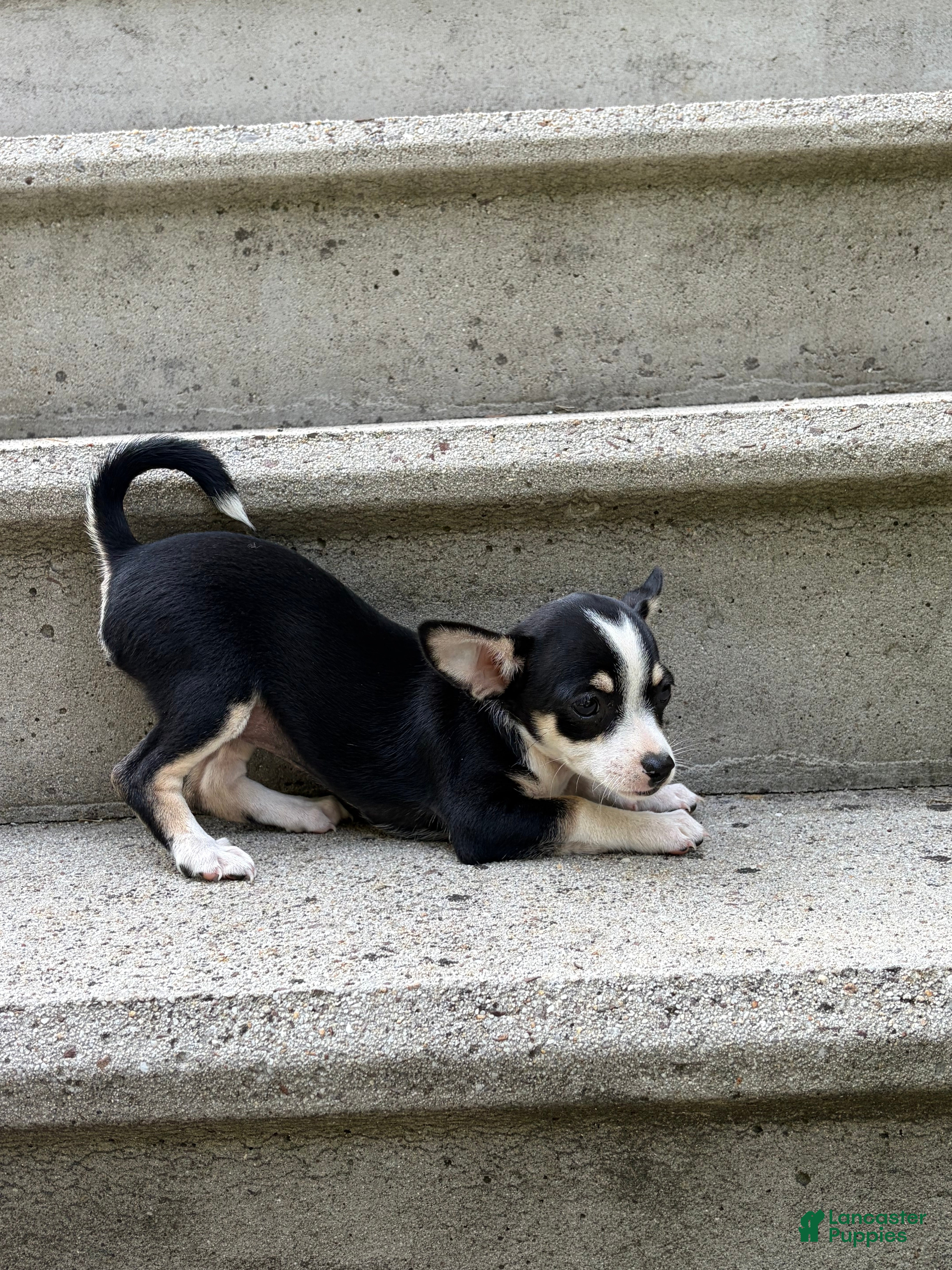 Mixed Breed dogs Bella - Ad 2