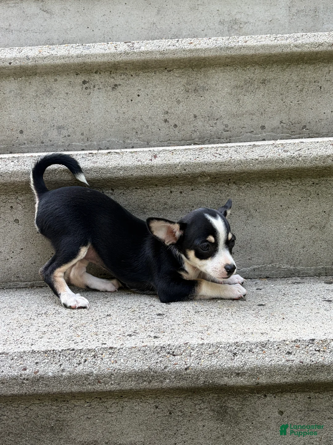 Mixed Breed dogs for sale: Bella - Ad 2